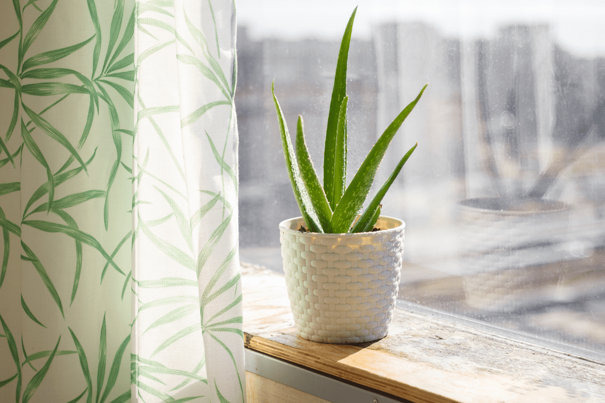 Kebaikan Aloe Vera (Banyak Khasiat & Kelebihan Lidah Buaya)