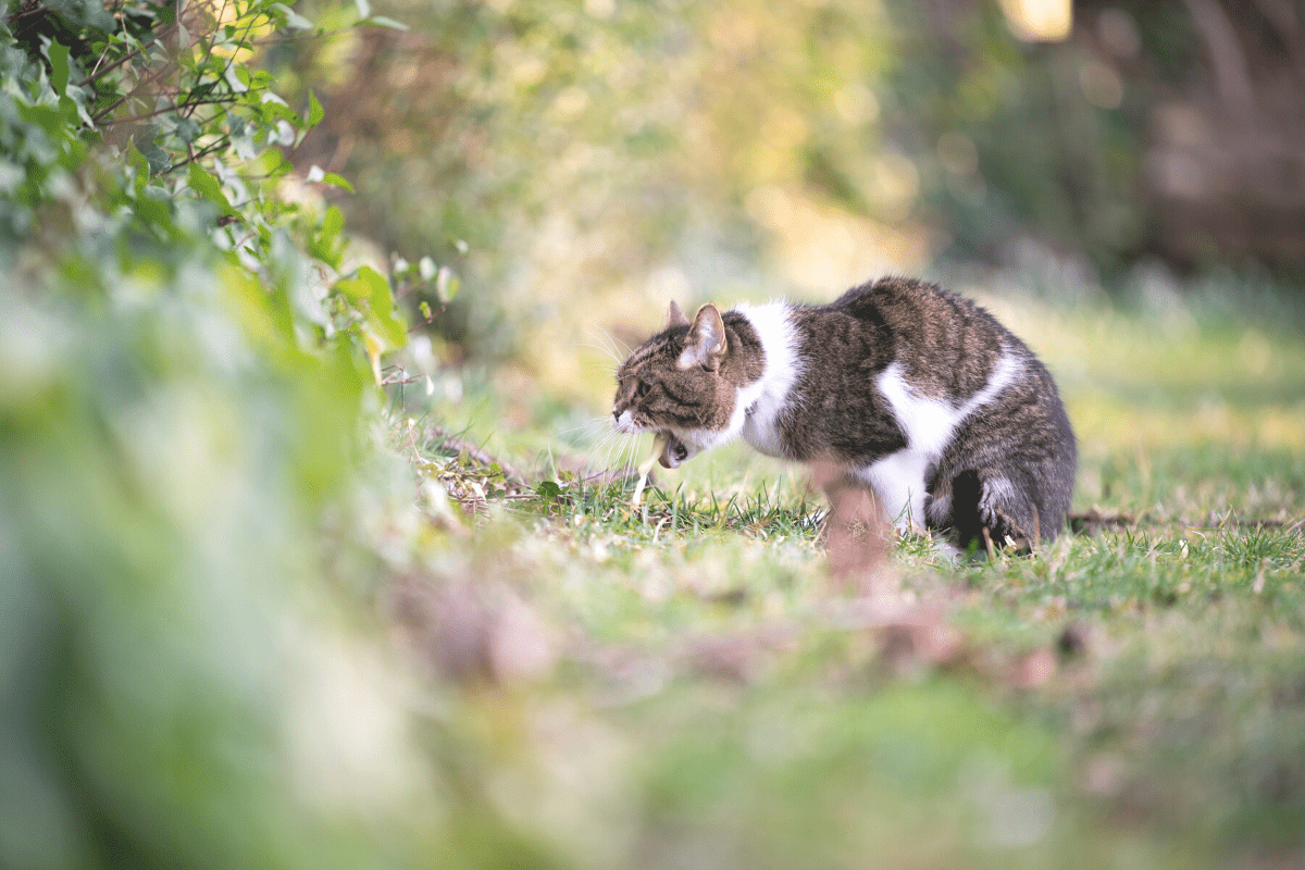 Kenapa Kucing Muntah? (Wahai Pemilik, Ini Penyebab Kucing Muntah)