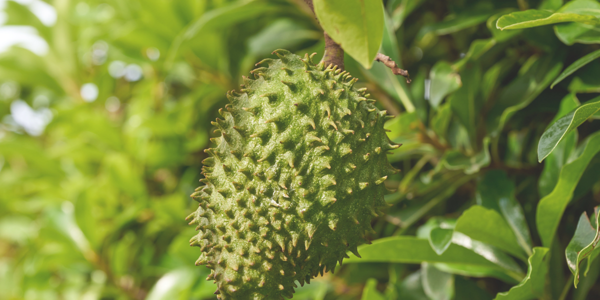 4 Khasiat Daun Durian Belanda